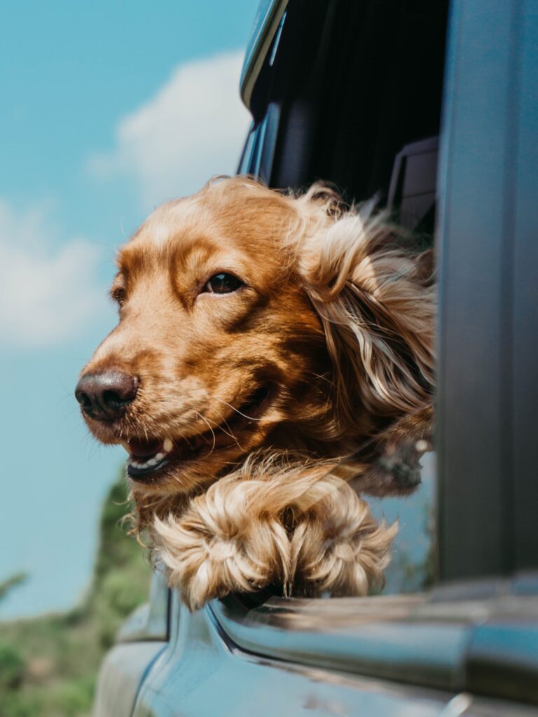 Campervan with a dog